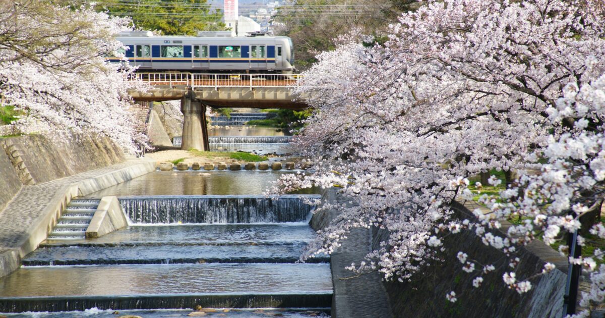 【兵庫・桜の名所】風光明媚な夙川の桜並木。西宮って本当にいいところです