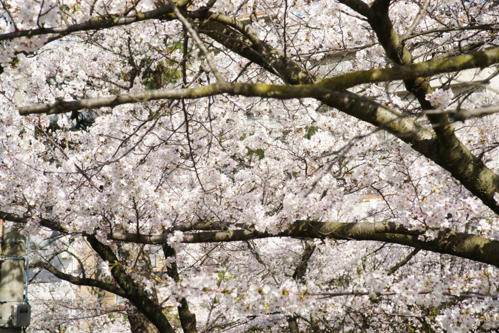 風光明媚な夙川の桜並木。西宮って本当にいいところです | Localprime