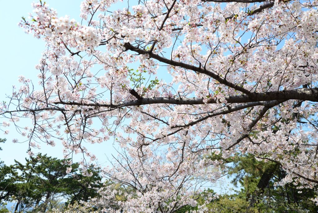 風光明媚な夙川の桜並木。西宮って本当にいいところです | Localprime