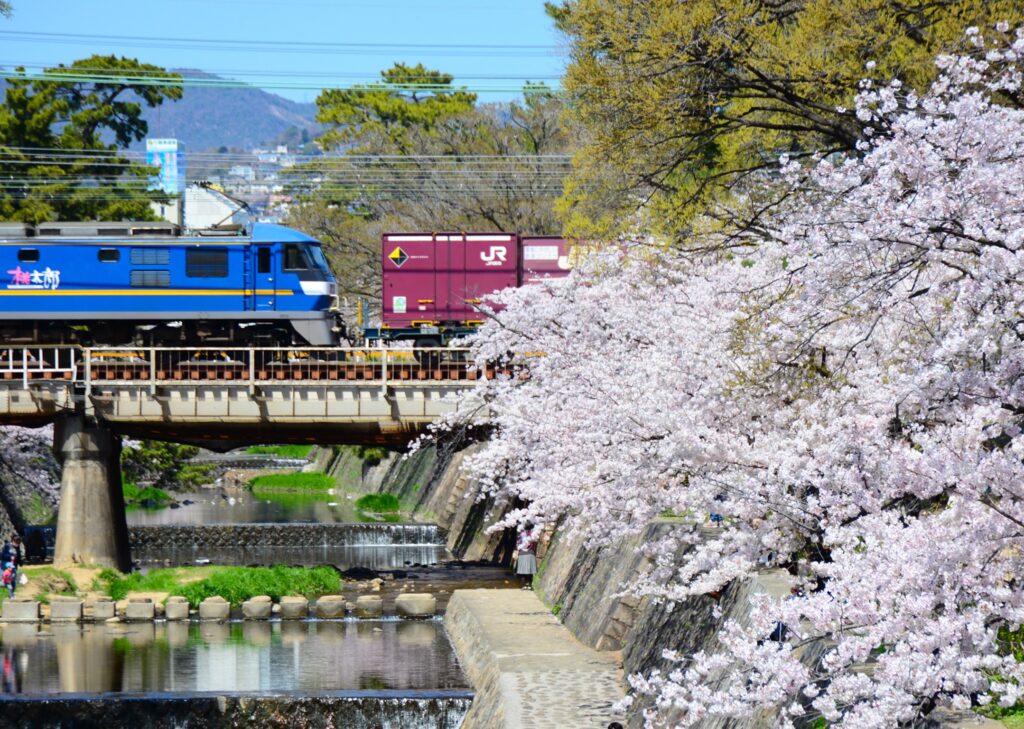 夙川の桜並木と電車
