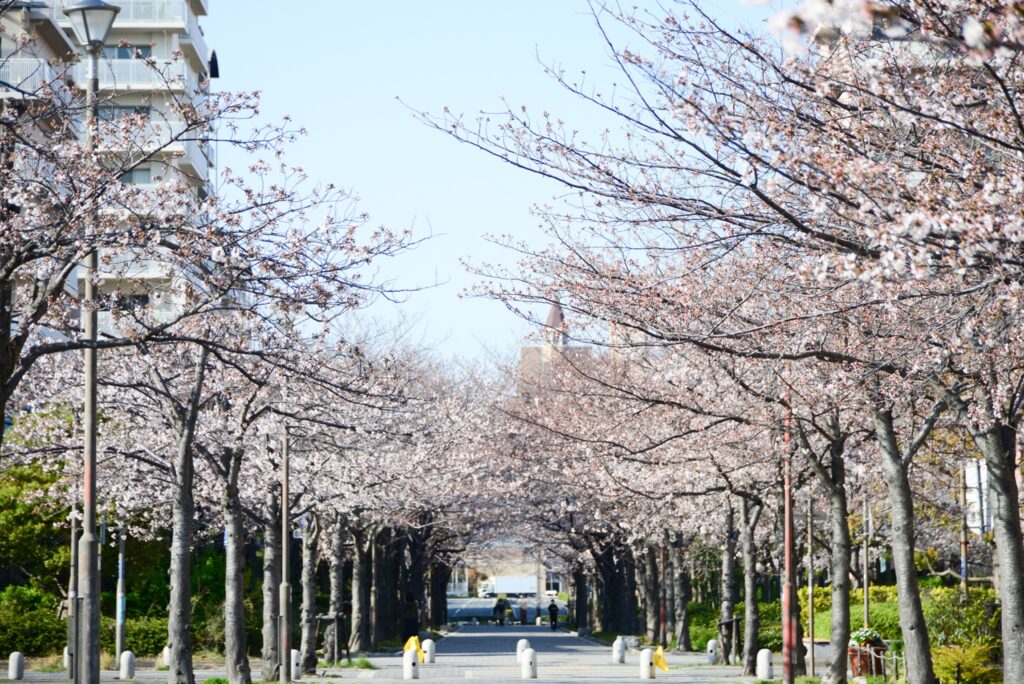 西宮浜マリナパークの桜