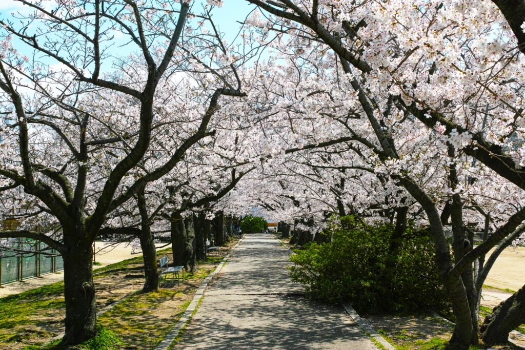 浜甲子園運動公園の桜