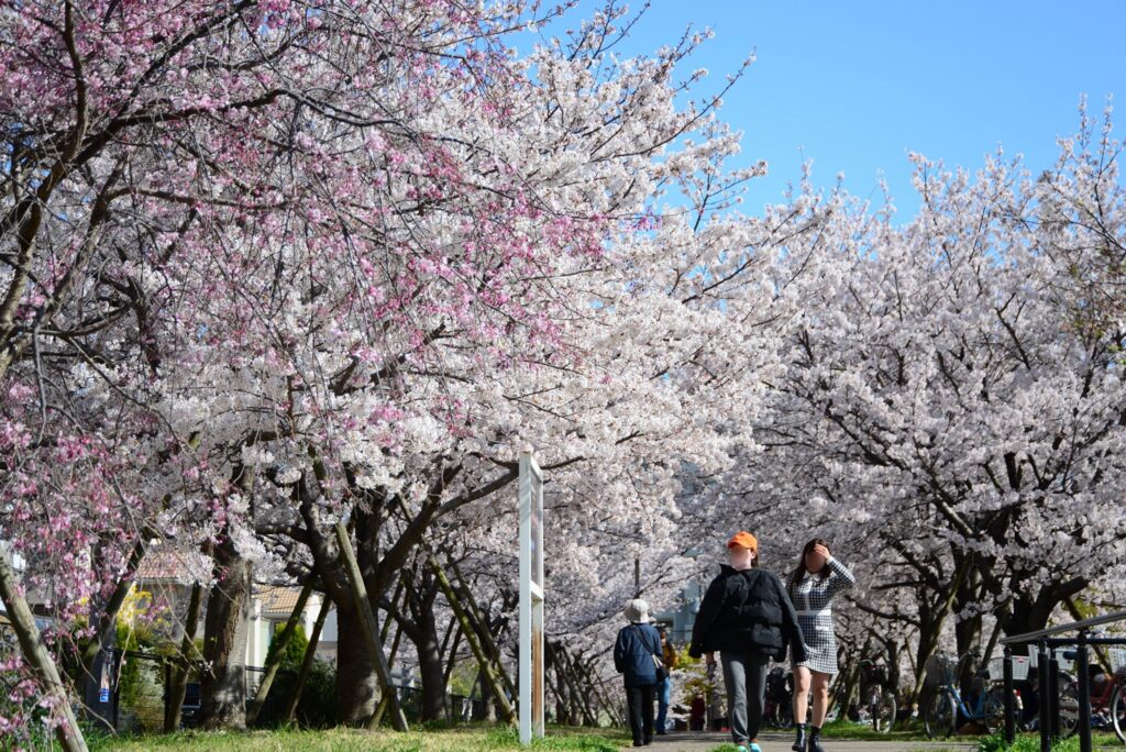高須東公園の桜