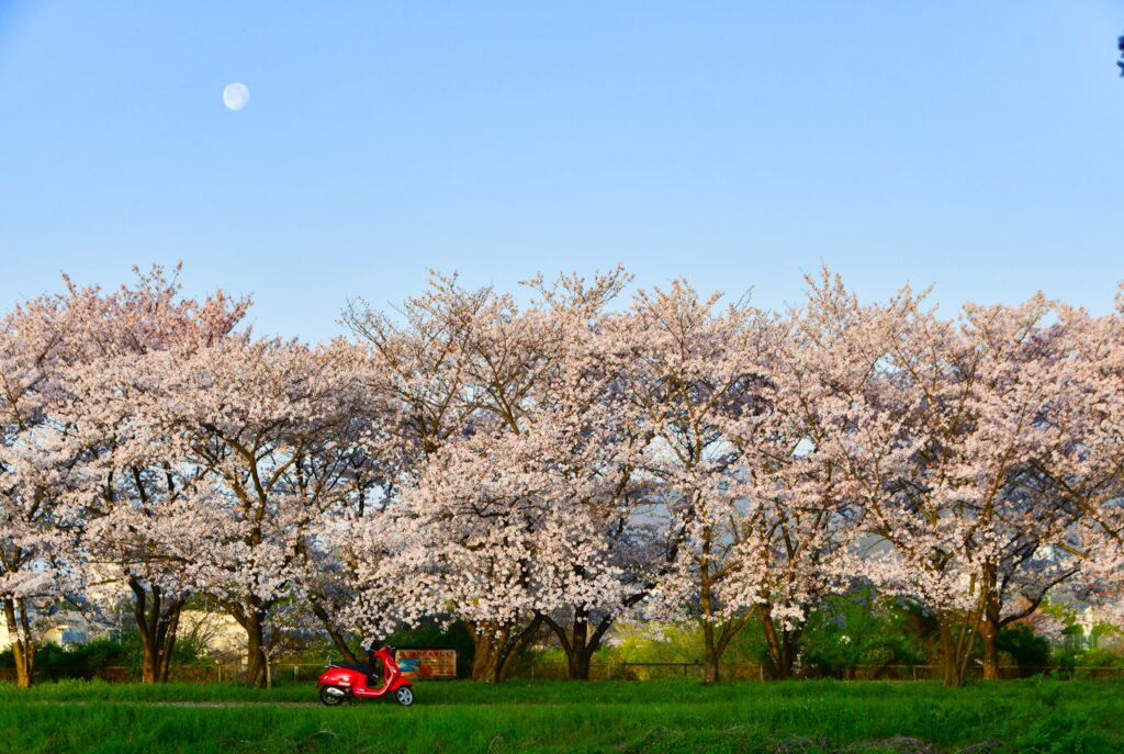 武庫川の桜（尼崎市側）