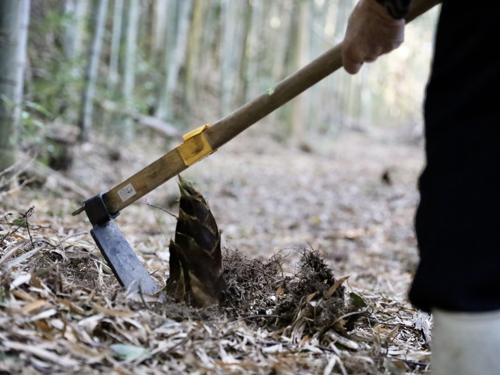 旬の味覚狩り 一番柔らかく、美味しい破竹の筍 晴れの日の掘り立て物2キロ、竹笋 5f68a70de20d27f767b87a14a96f94
