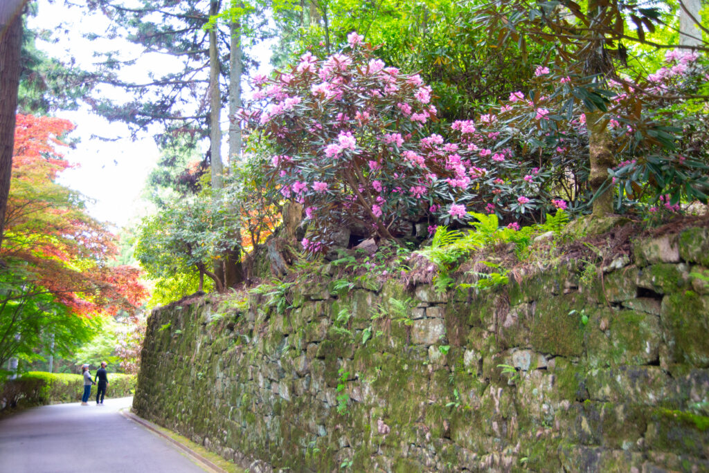 播州清水寺　新緑の道。石垣沿いに進みます