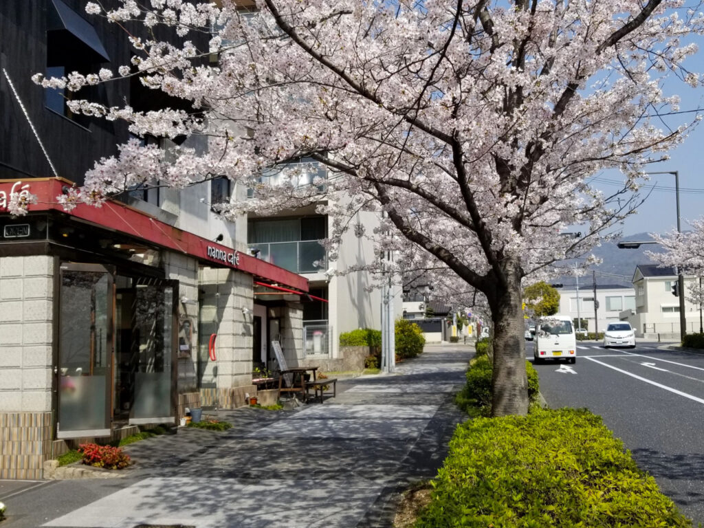 年々立派になっているという桜の木