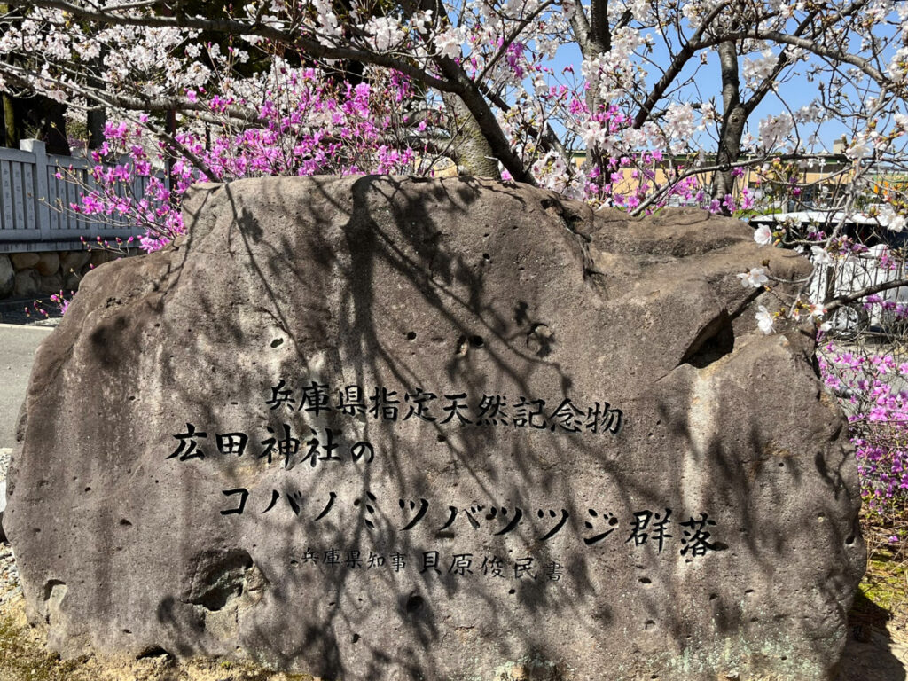 鳥居近くの記念碑。2023年春は桜の開花が早く、ツツジ×桜の贅沢な競演も見られました