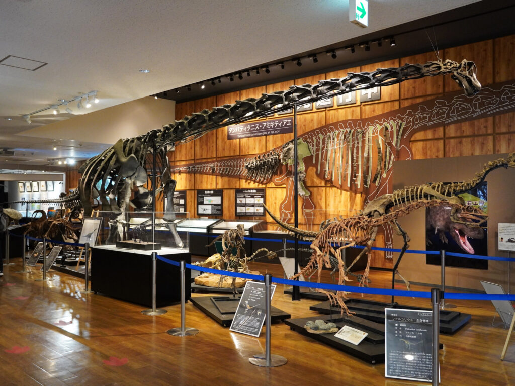 展示している『丹波竜』の全身骨格は全長約15m