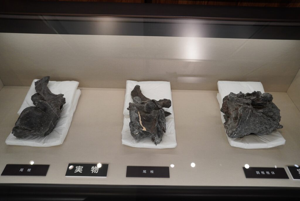 尾椎他、実物の化石を展示