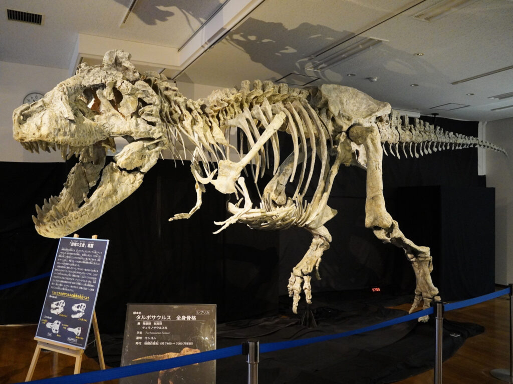 タルボサウルスの全身骨格模型（産地：モンゴル）