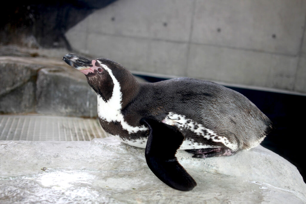 泳いだり、テクテクと歩くフンボルトペンギンに癒される