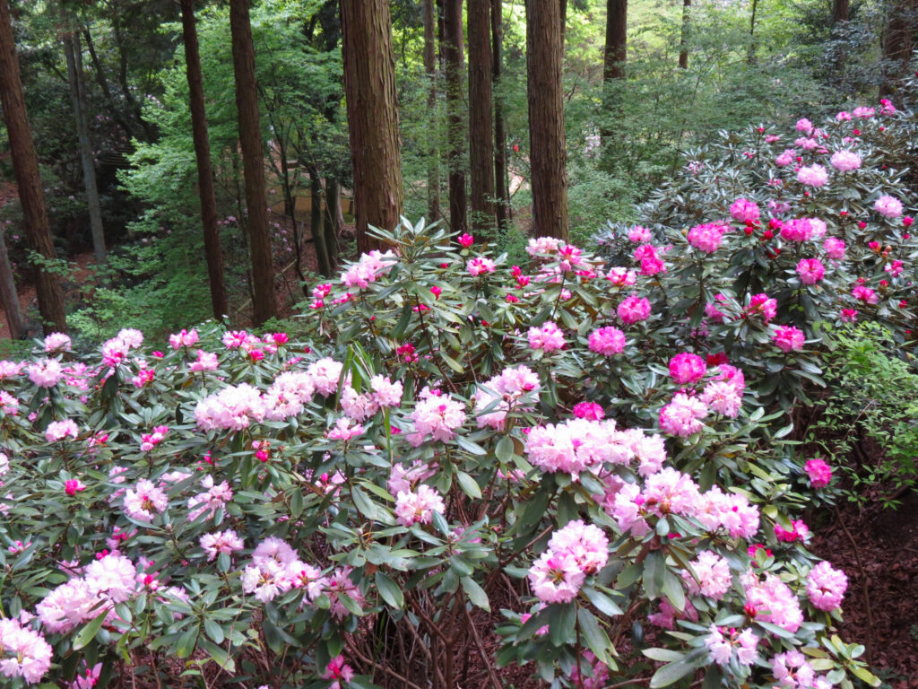 写真提供：『森林植物園』／色鮮やかなシャクナゲの花