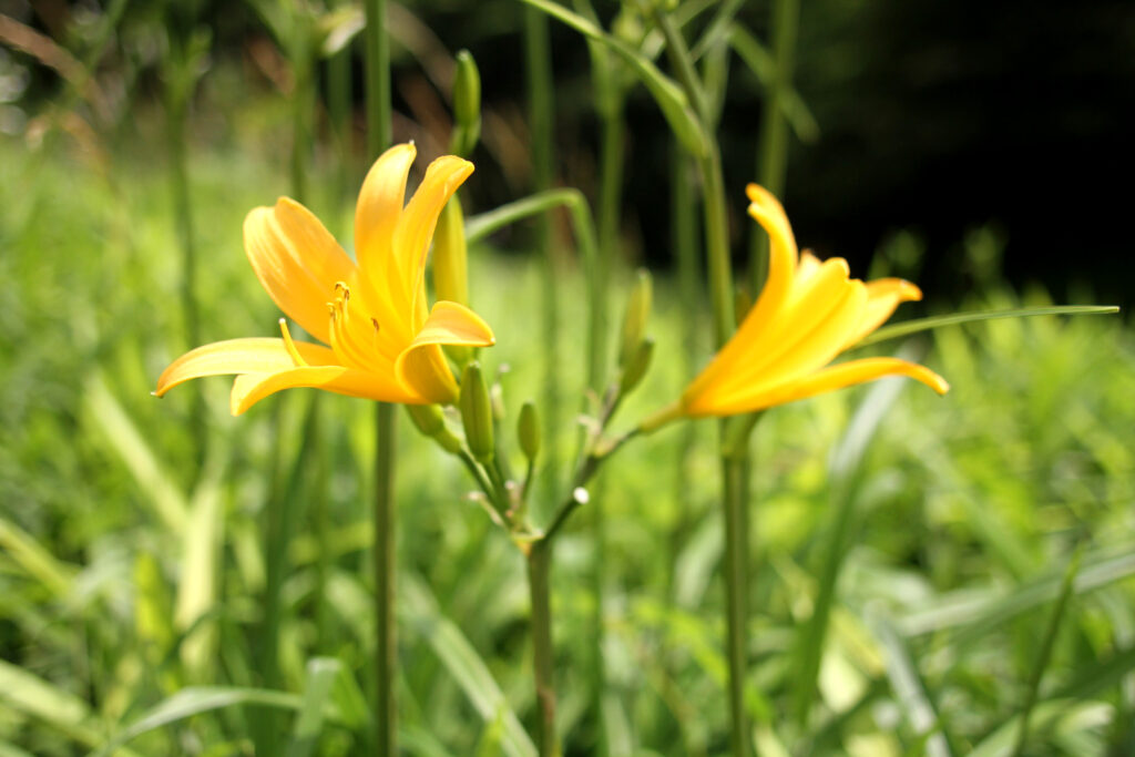 「夏を呼ぶ花」で知られるニッコウキスゲ