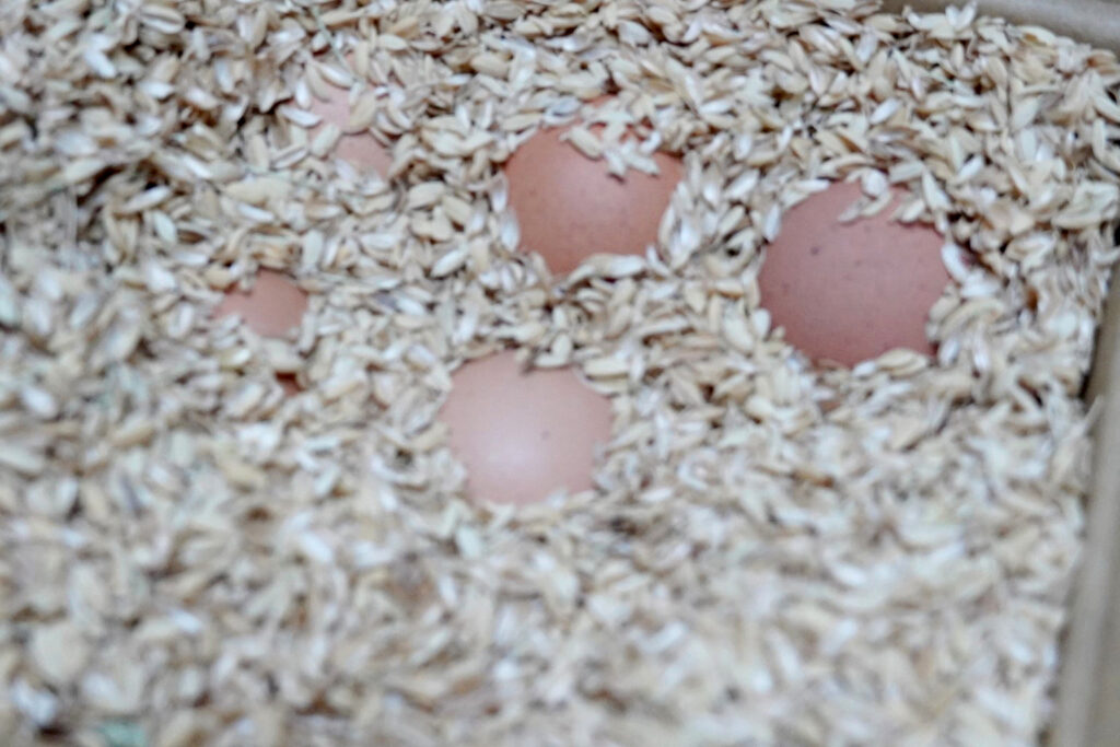 米を脱穀したもみ殻でやさしく包み込んだ卵