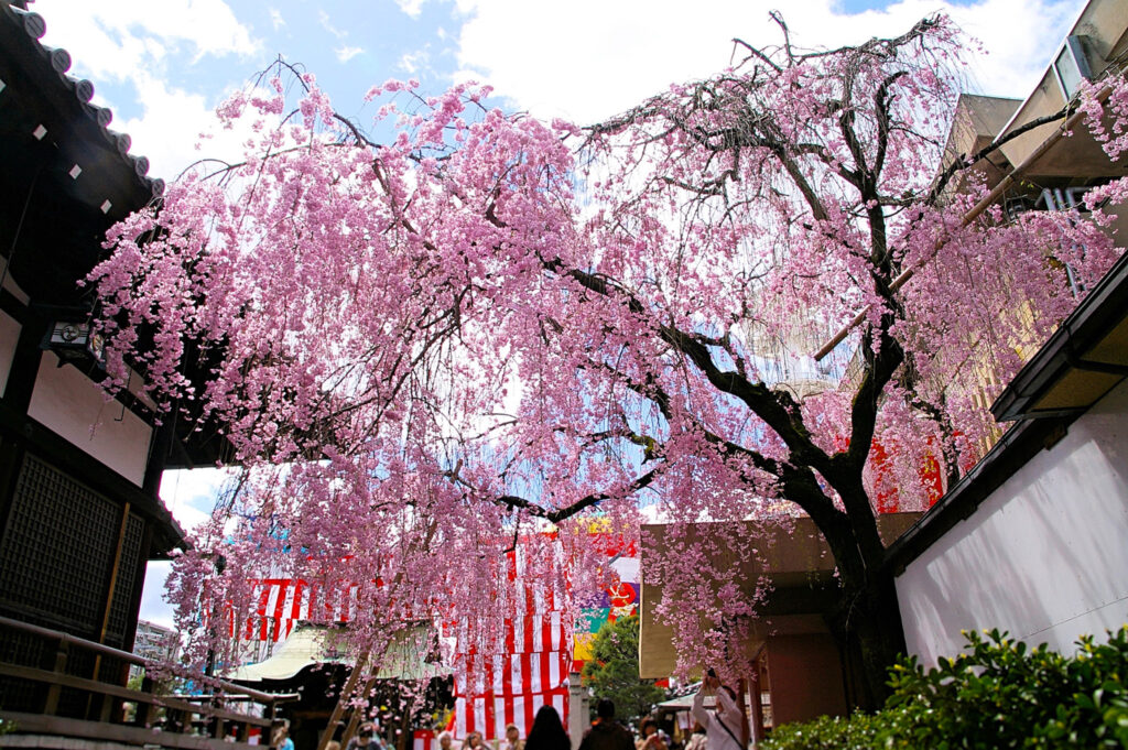 社務所脇のしだれ桜　撮影日：2013年4月7日