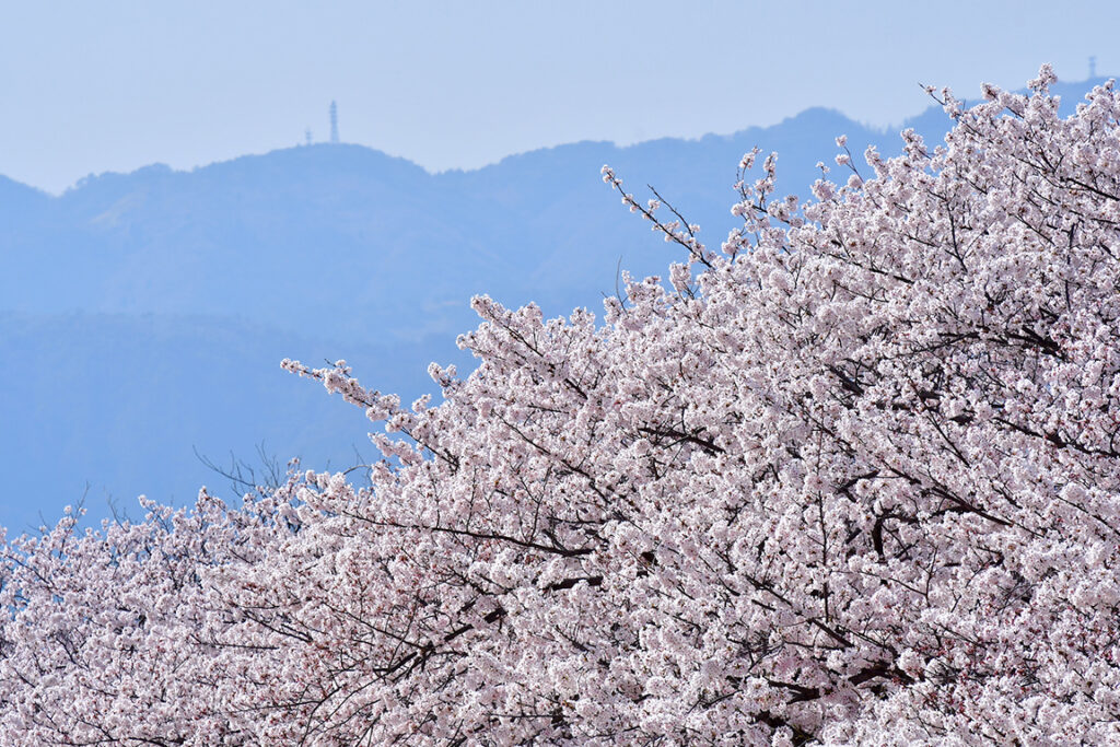 満開の桜の向こうに、六甲山が遠望できる