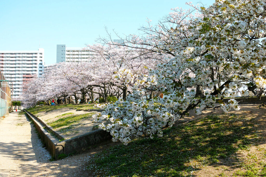 浜甲子園運動公園の堤防上に続く桜並木