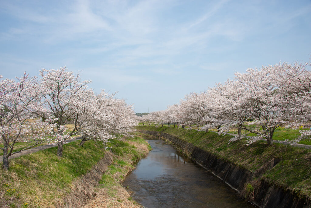 川の両岸に長い長い桜並木が続きます。