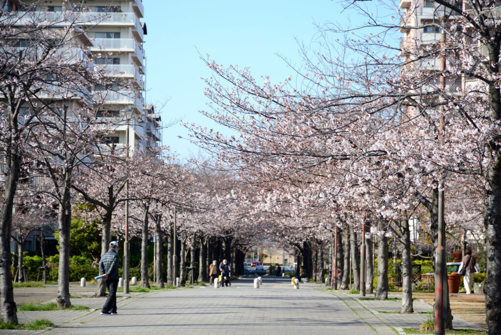 明るく開放的な雰囲気の桜並木です