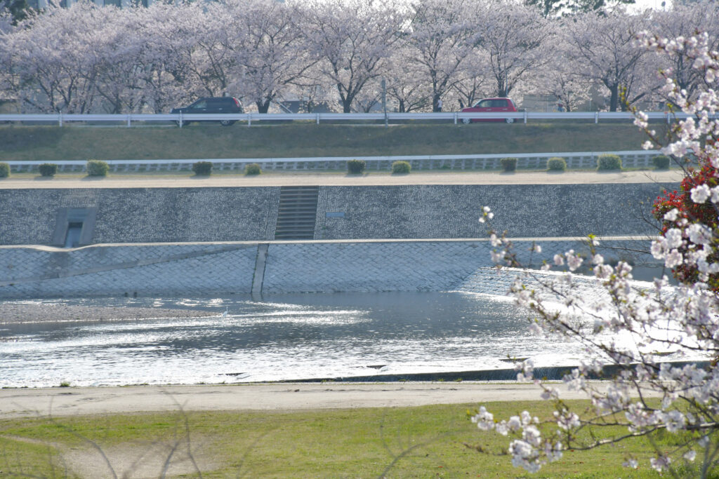 国道2号付近。武庫川沿いは桜がいっぱい