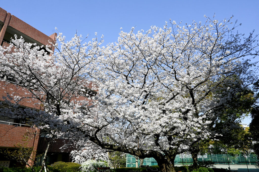 歴史を感じさせる大きな桜の木