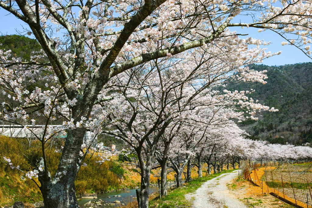 武庫川堤防の桜