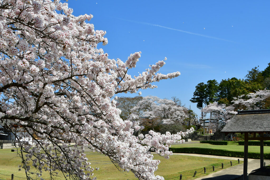 篠山城址の桜