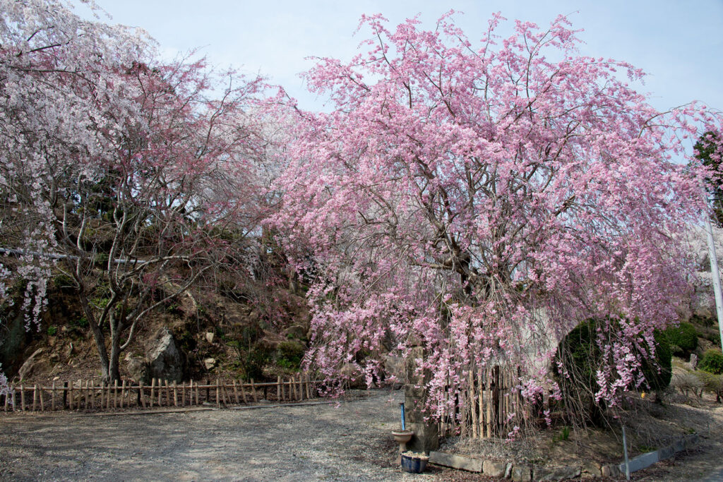 枝垂れ桜園の入り口