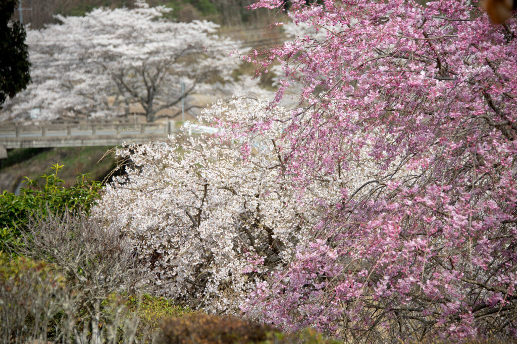 武庫川堤の桜をバックに枝垂れ桜が楽しめます
