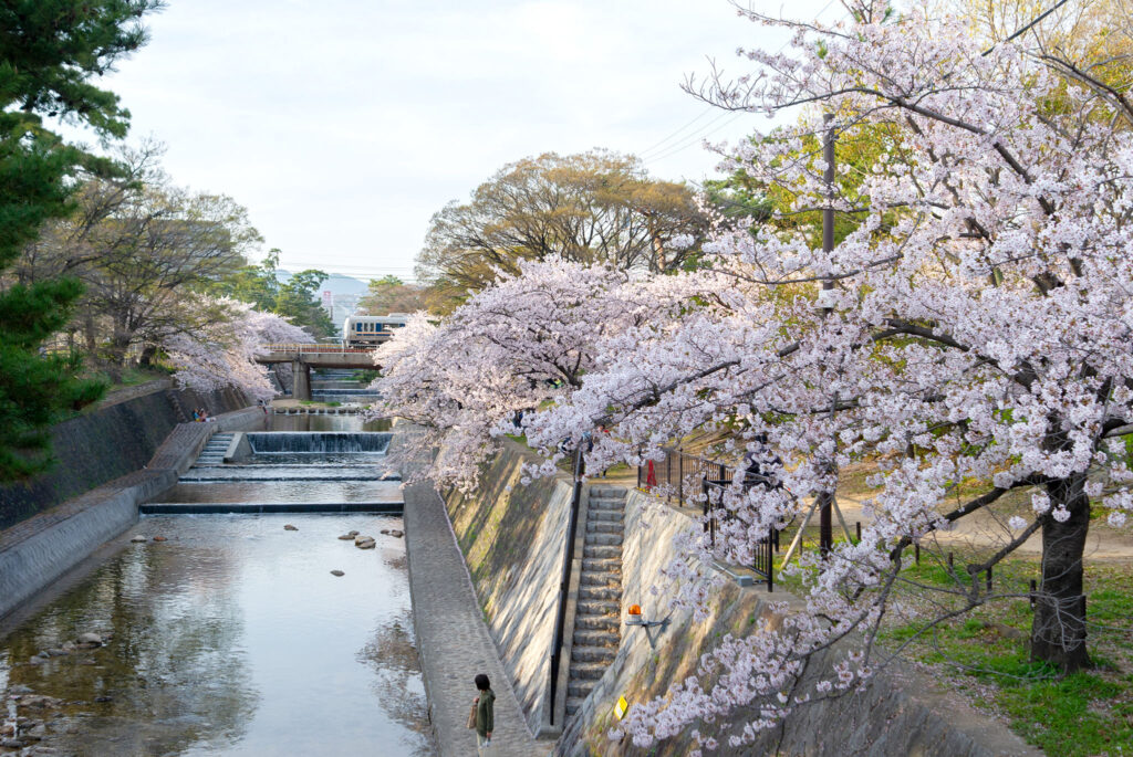 国道2号から見た夙川の桜