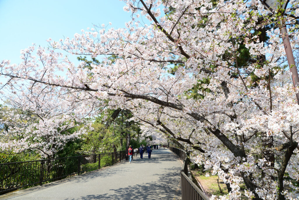河口付近の夙川の桜