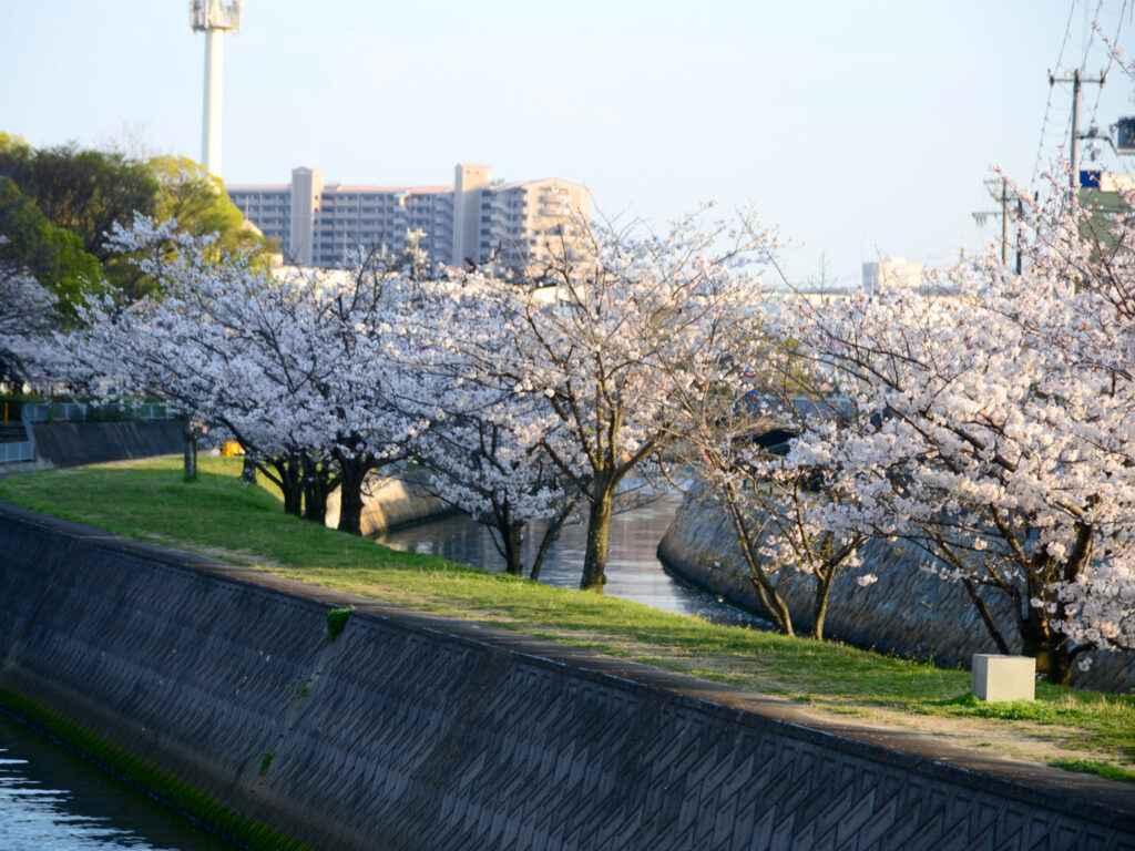 西宮市・津門中央公園の桜