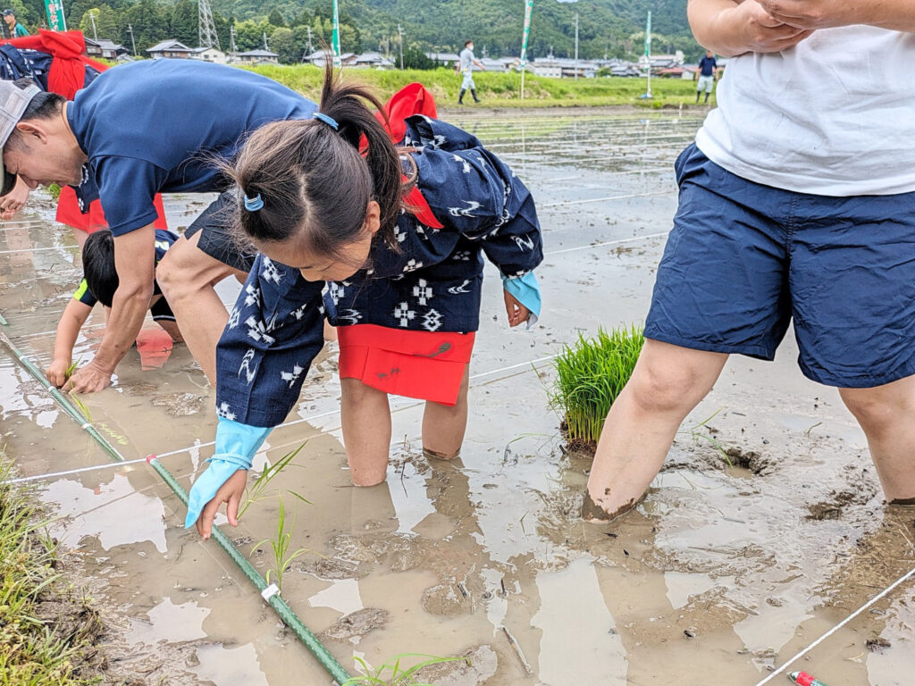 「山田錦発祥のまちで田植え体験2024」