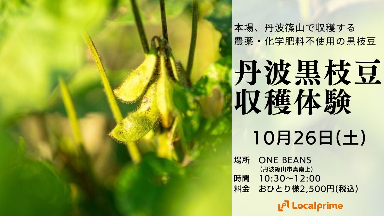 ※開催中止【2024年10月26日(土)】丹波篠山市ONE BEANSで黒枝豆収穫体験