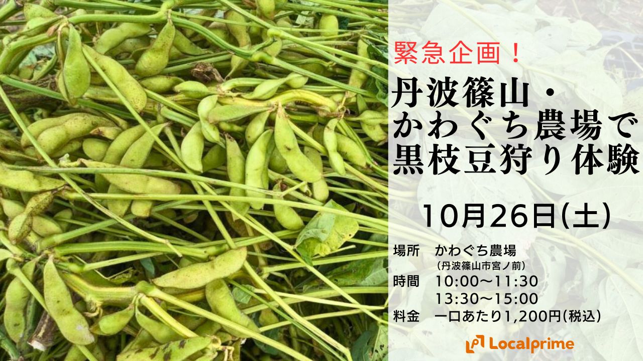 ※開催終了【2024.10.26(土)】緊急企画！丹波篠山・かわぐち農場で黒枝豆狩り体験！