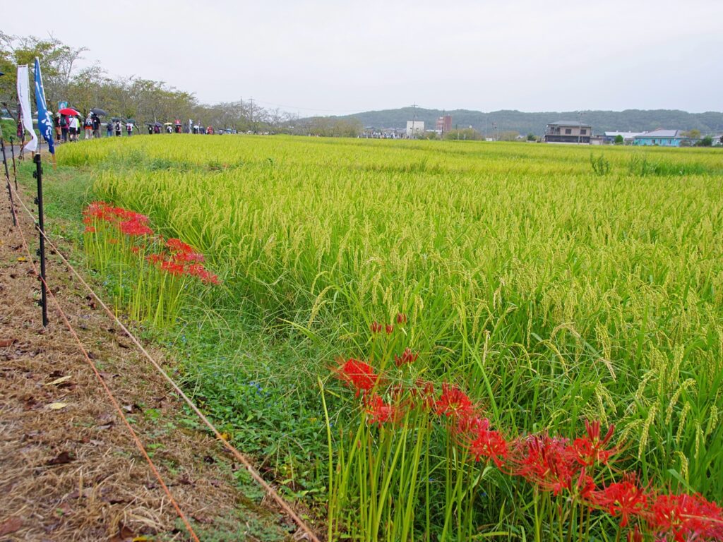 加東市で山田錦の田園