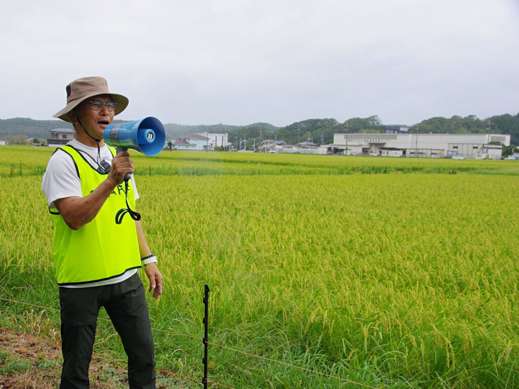 雨の中、山田錦の稲穂が広がる田園で解説する石田会長