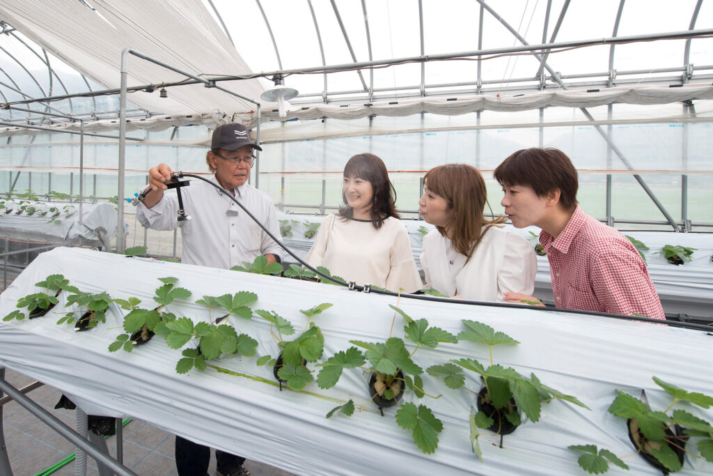 苺ハウス内の様子