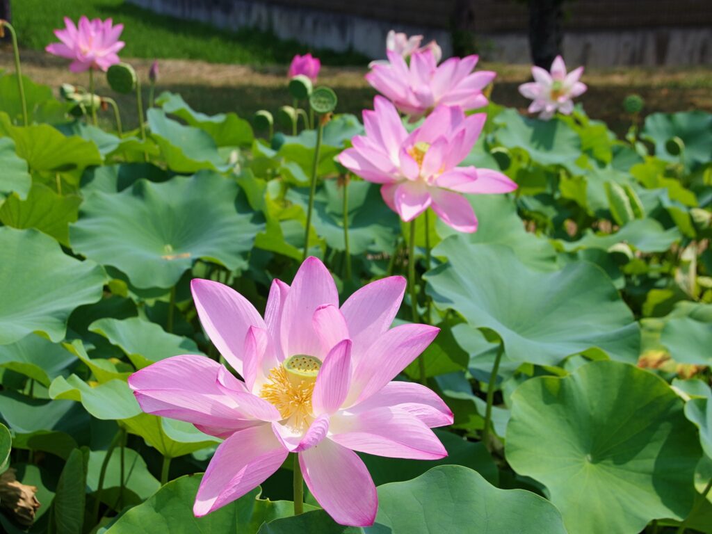 平池公園の大賀ハス