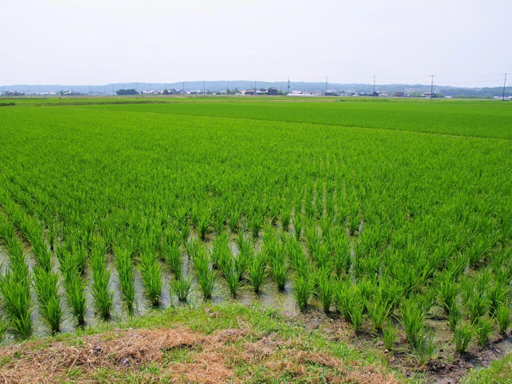 平池のまわりに広がる田園

