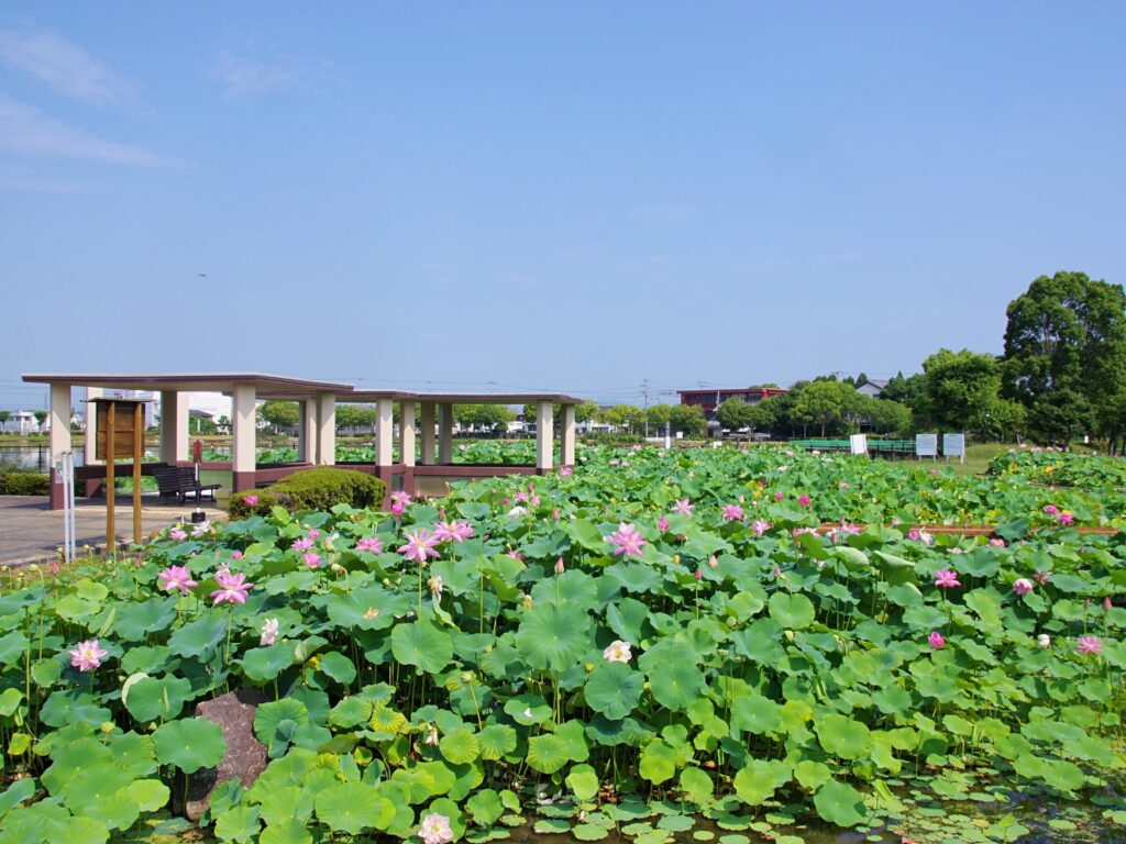 ハス