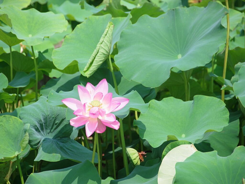 ハスの花
